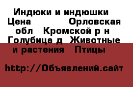 Индюки и индюшки › Цена ­ 1 500 - Орловская обл., Кромской р-н, Голубица д. Животные и растения » Птицы   